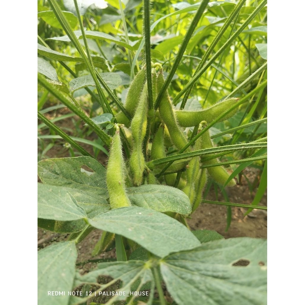 

Edamame Segar Grade A