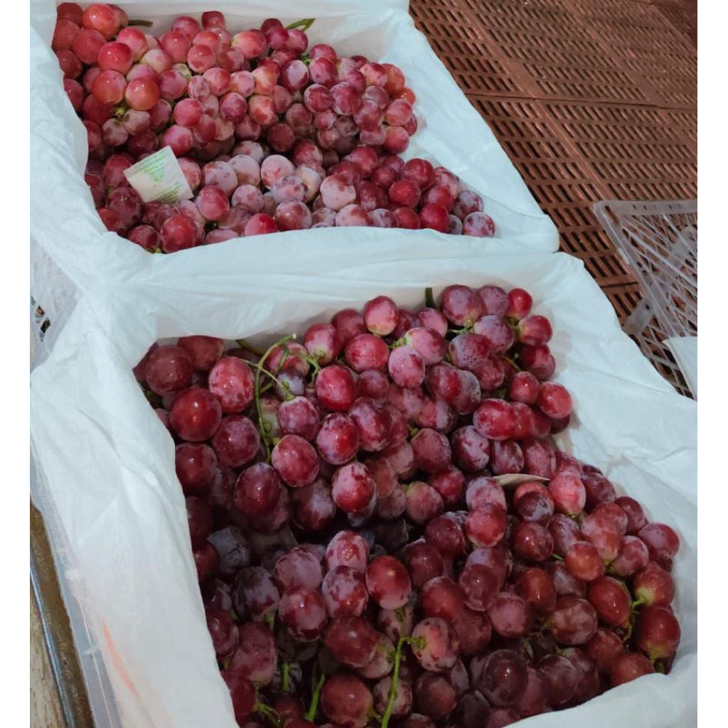 

Anggur/Red Globe/Fresh