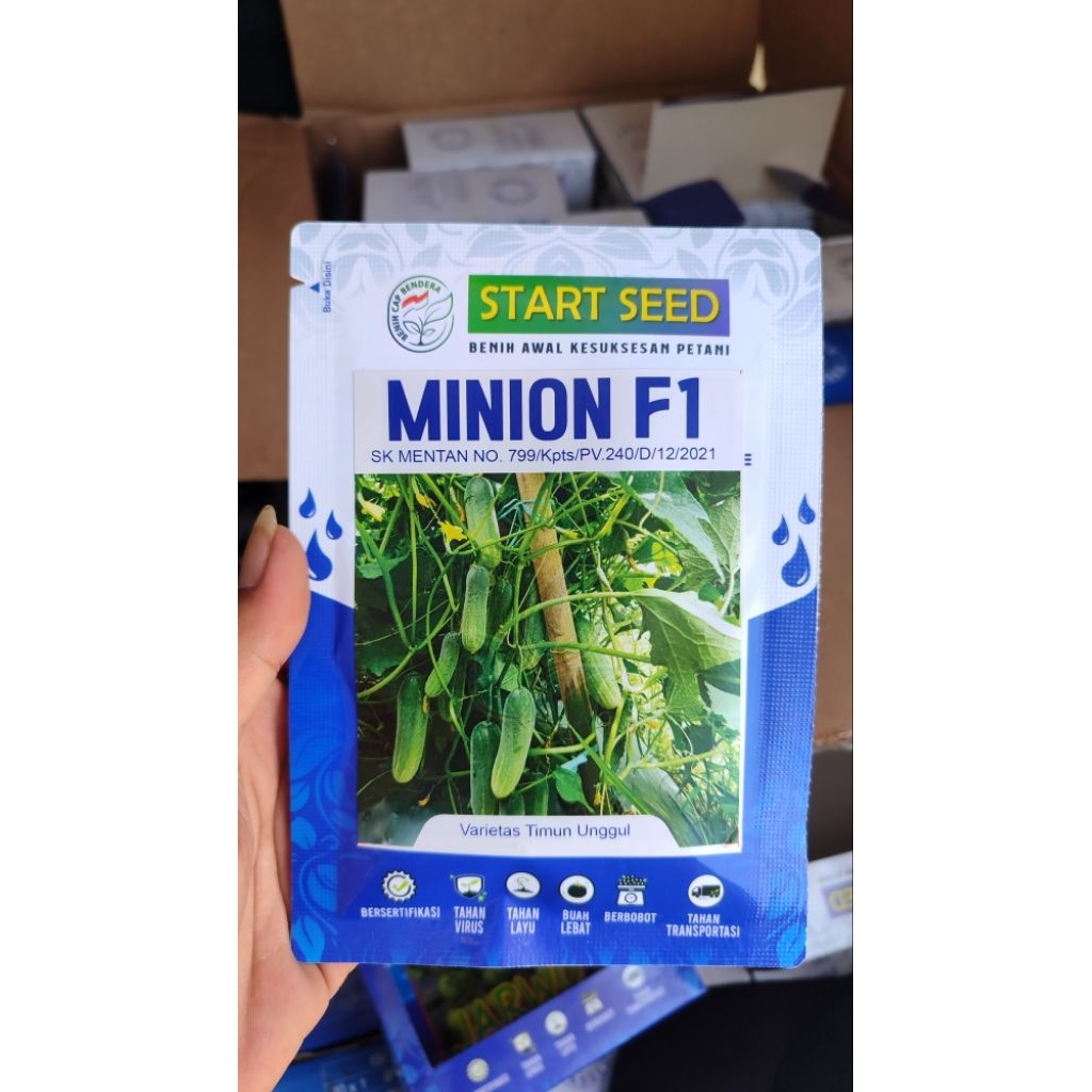 Benih Timun Kecil MINION F1