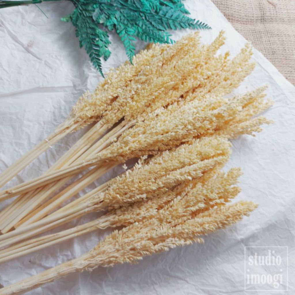 Bunga Cantel Aesthetic Per Tangkai Bunga Sorgum Kering Murah Bunga Sorgum