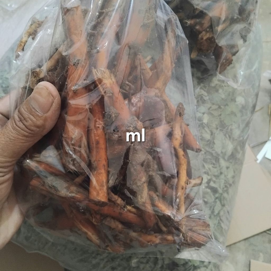 

Akar pinang segar original