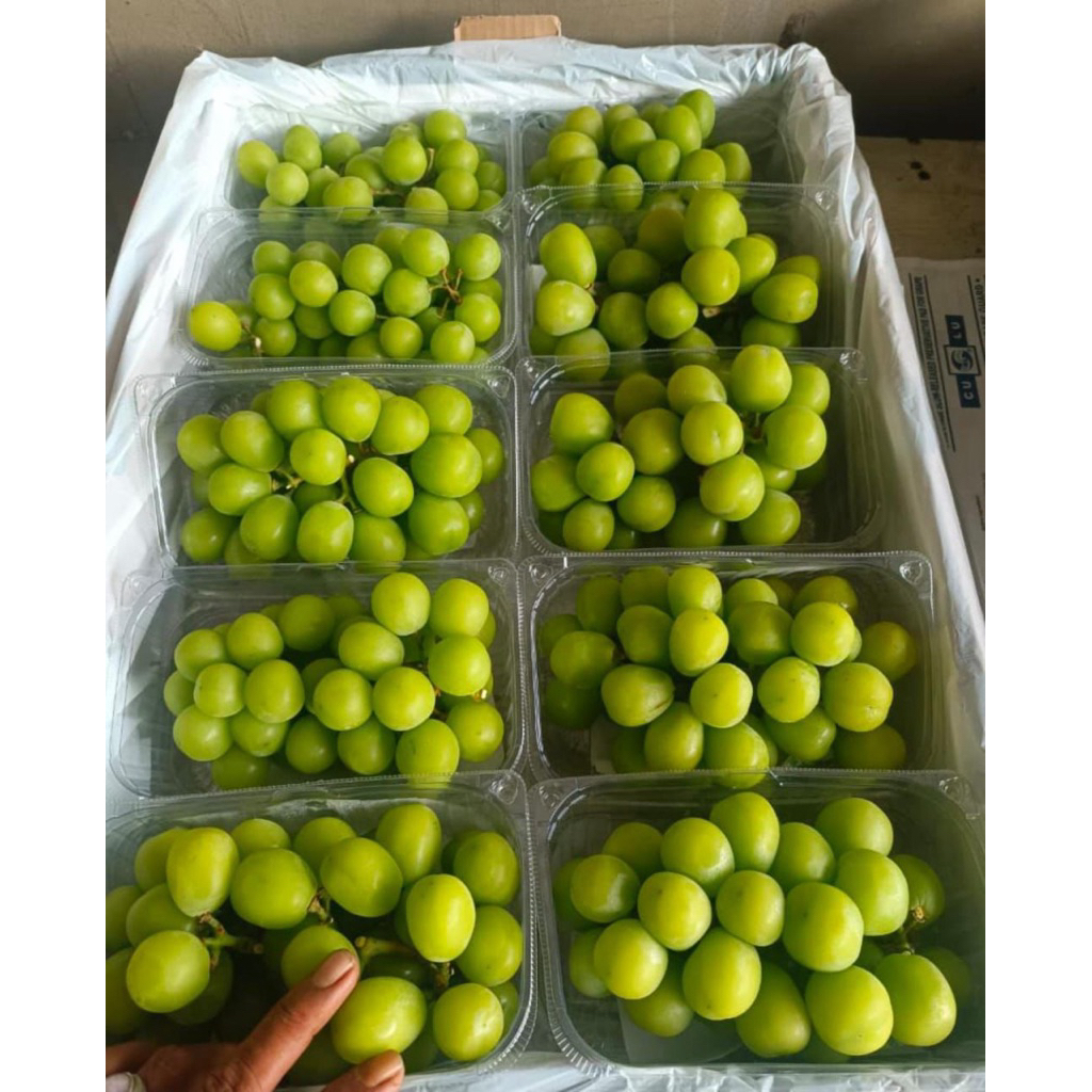 

Anggur Shine Muscat UNIFRESH