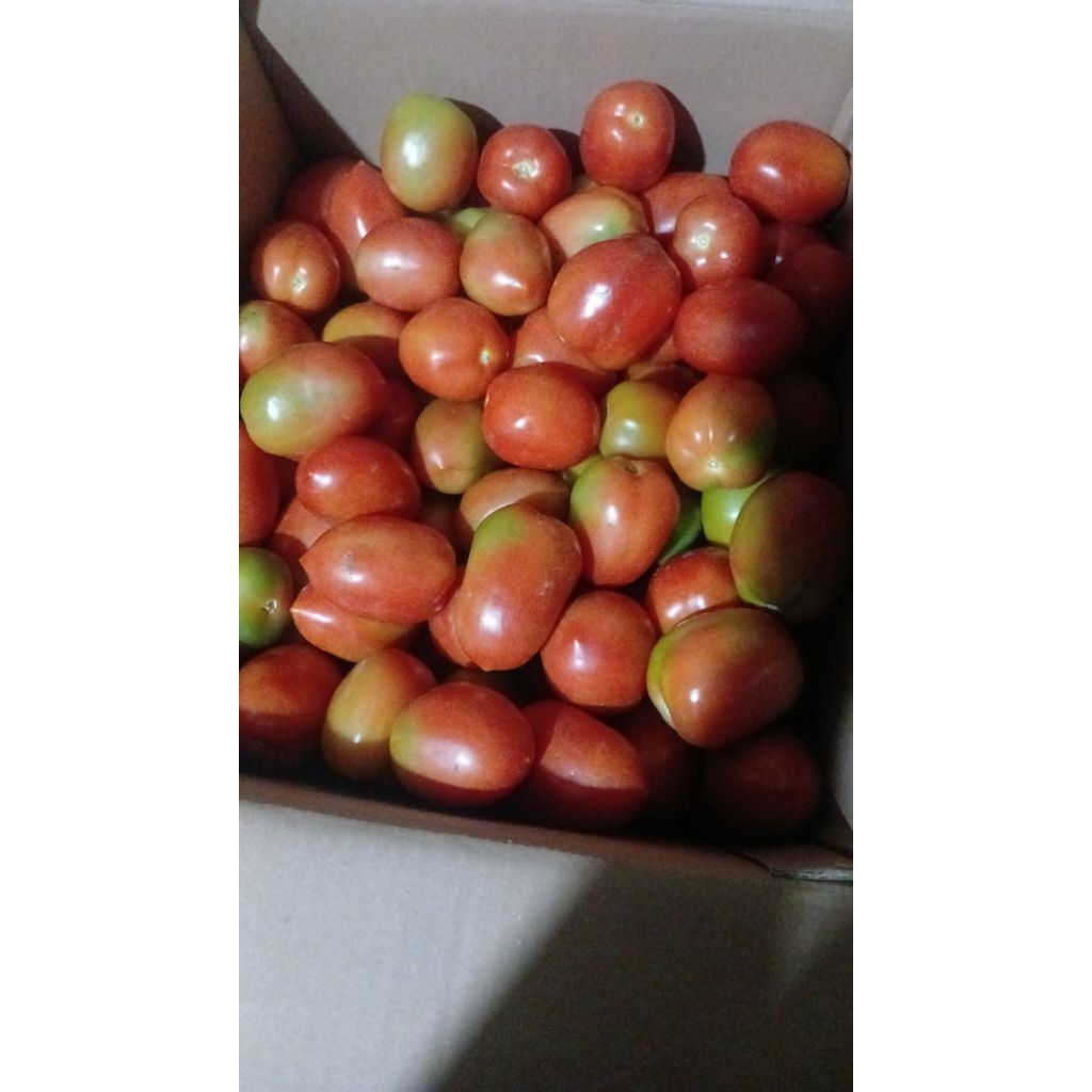 

TOMAT SEGAR kemasan 1 kilo.Amala,batavilla,servo