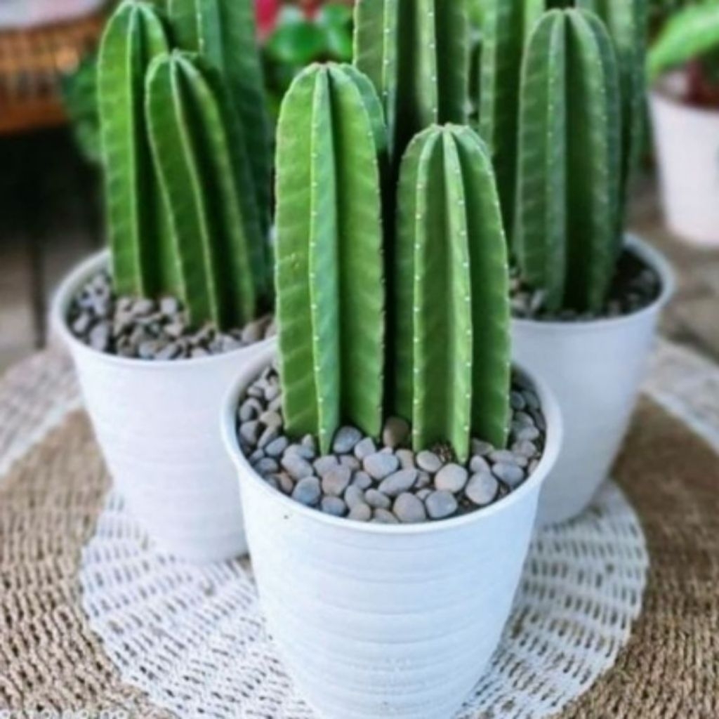 MURAH Tanaman Hias KATUS Koboy/Tanam Katus Cantik