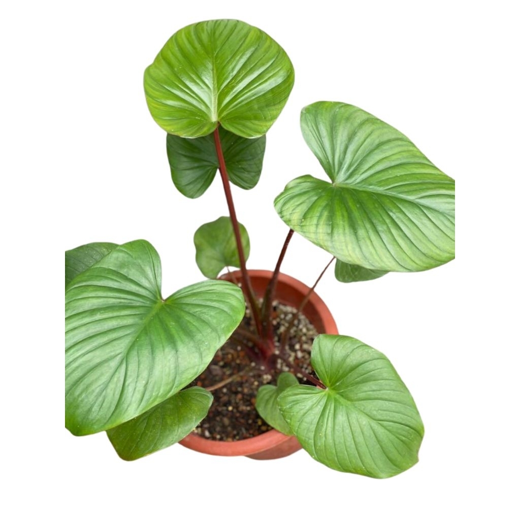 homalomena red erubescen