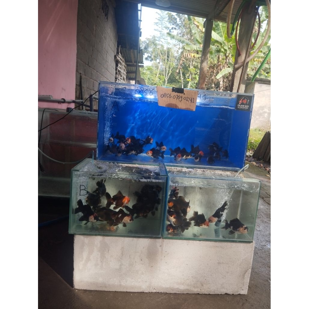 Hiasan aquarium koki panda 3c