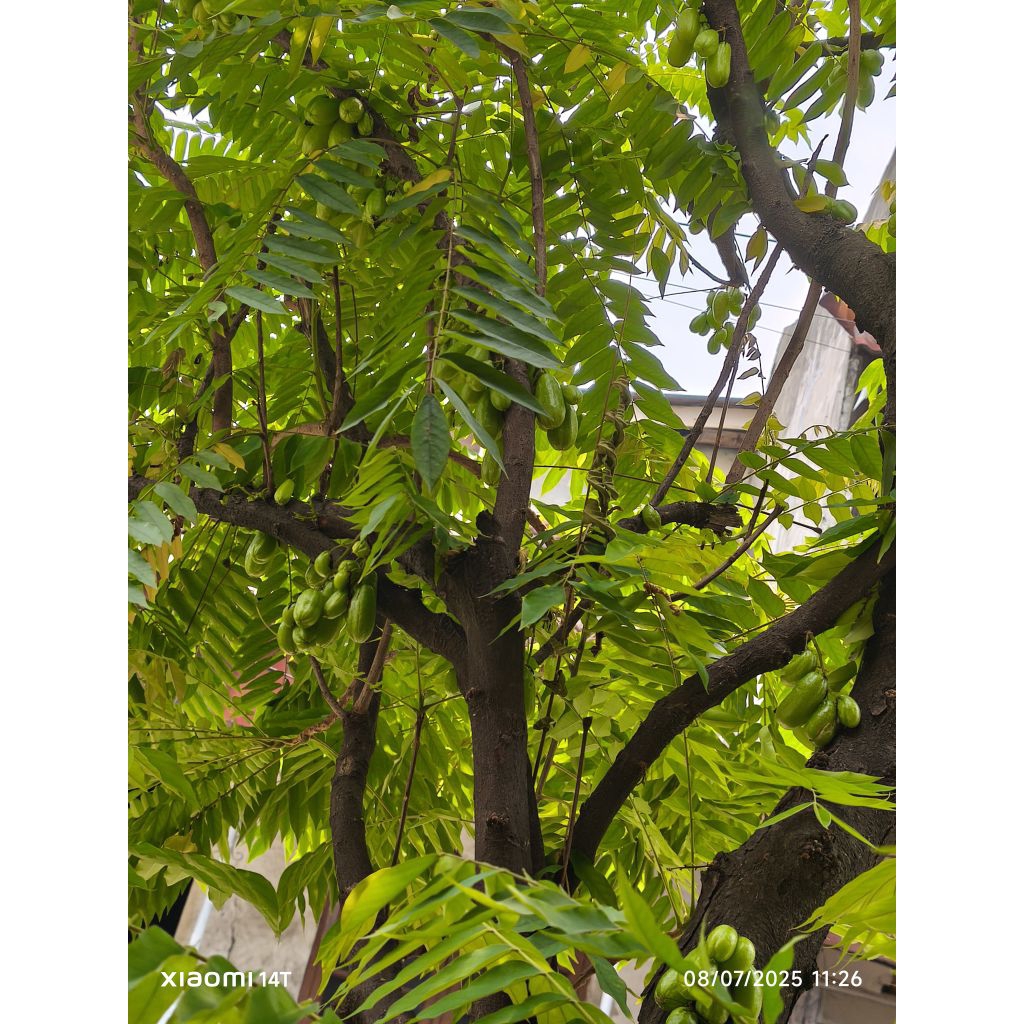 

Belimbing Wuluh segar