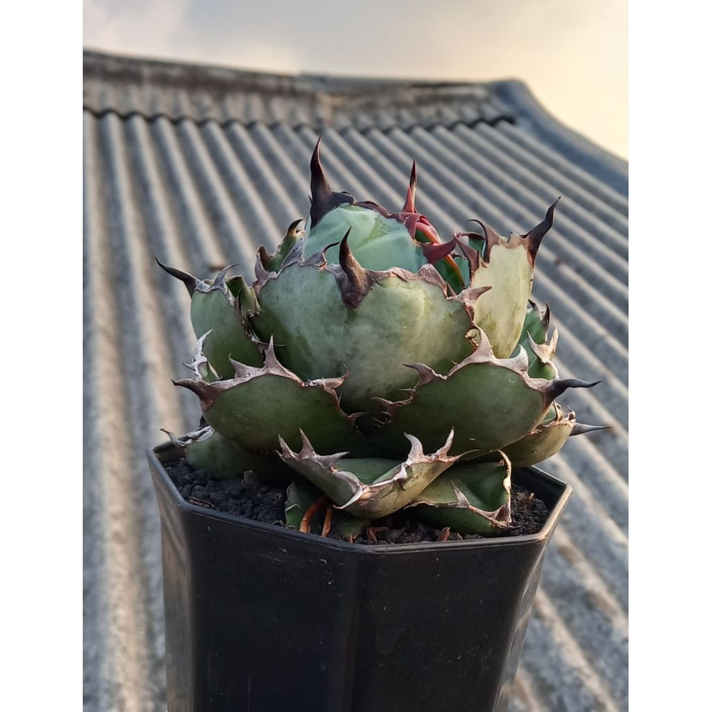 agave titanota black & blue