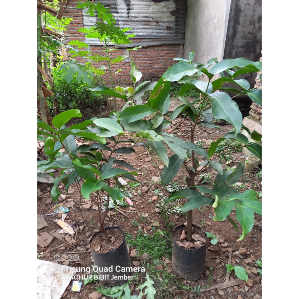 cangkok jambu air cincalo merah