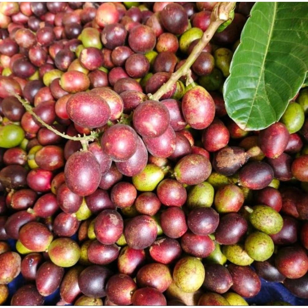 

buah matoa 1kg murah meriah