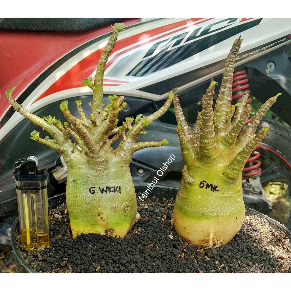 Paket murah 2 adenium arabicum hybrid godji series sesuai foto