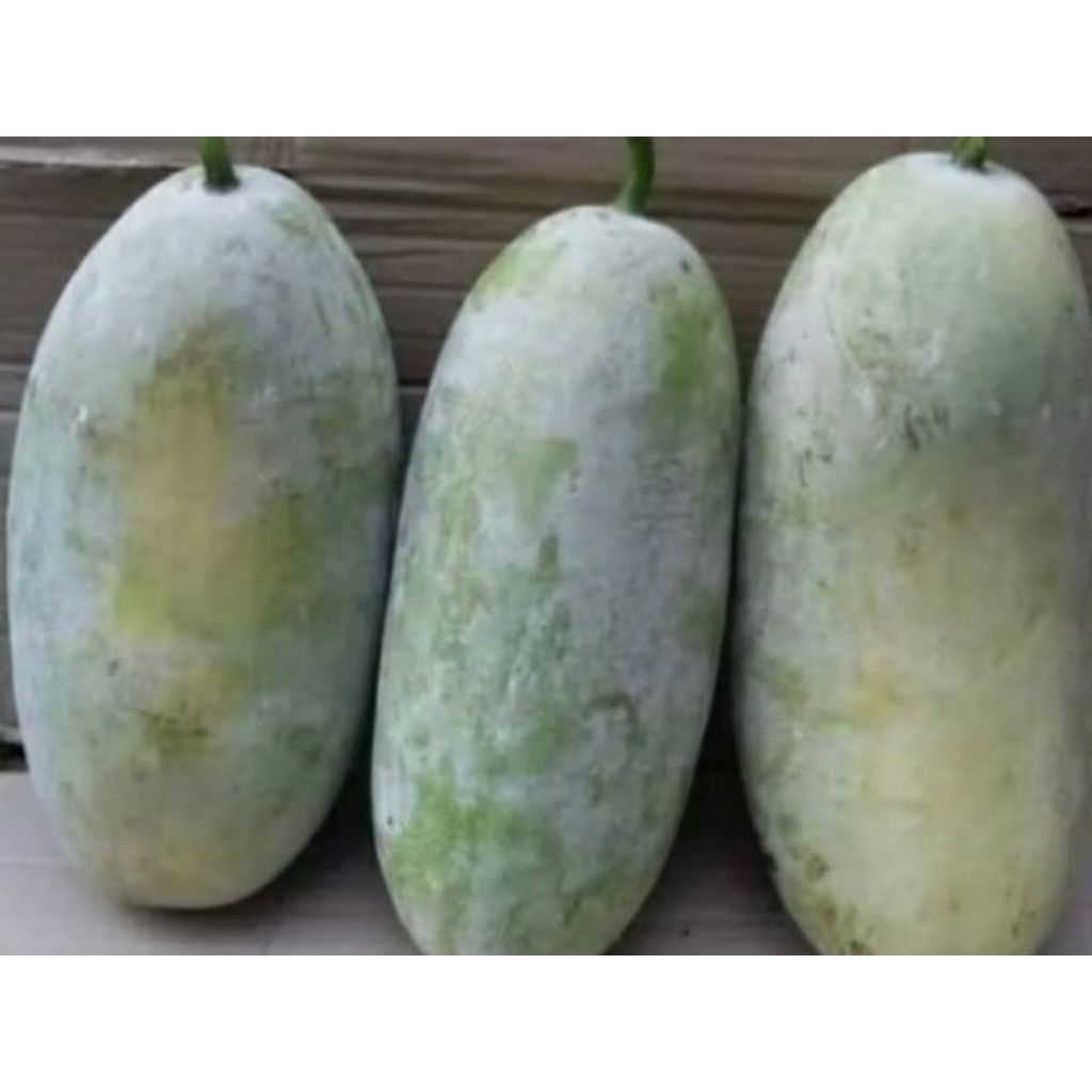 

Buah Kundur atau Bligo 3,5 kg Obat Herbal 1 Buah