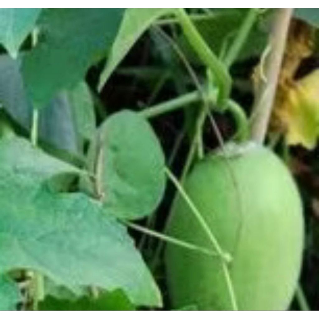 

Buah Bligo Super Bergaransi 3 kg - 3,5 kg