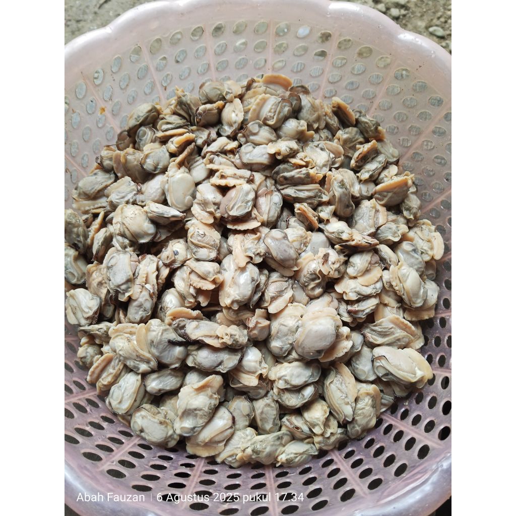 

Kerang/Kijing Sungai Tawar