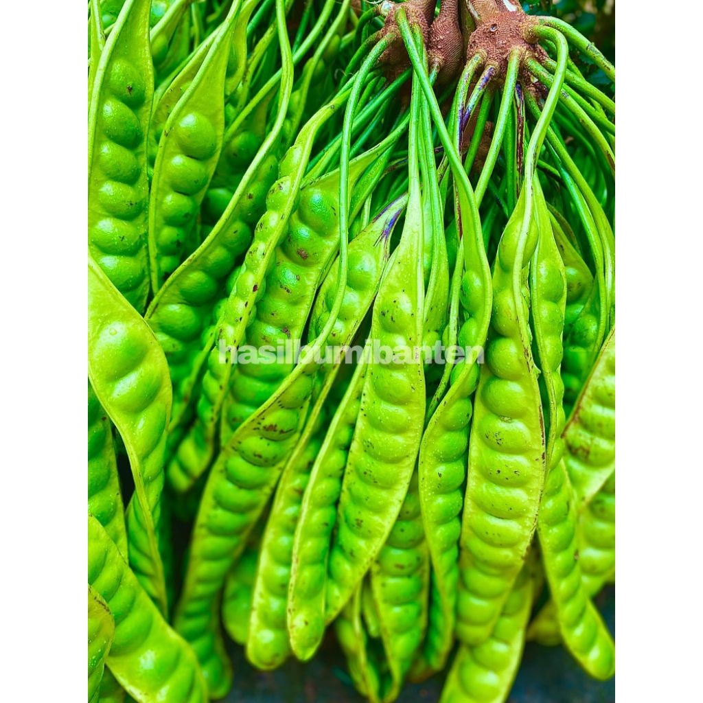 

PETE/PETAI PADI ISI 50 PAPAN LONJOR TUA SUPER