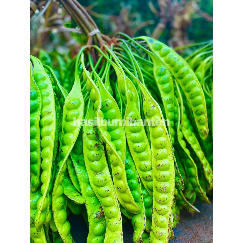 

PETE/PETAI TUA FRESH ISI 50 PAPAN LONJOR BARU PETIK