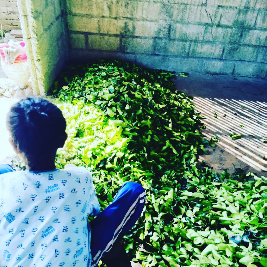 

daun jeruk purut fresh petik kebun bumbu masak rempah alami non kolesterol perkebunan sendiri 50gram