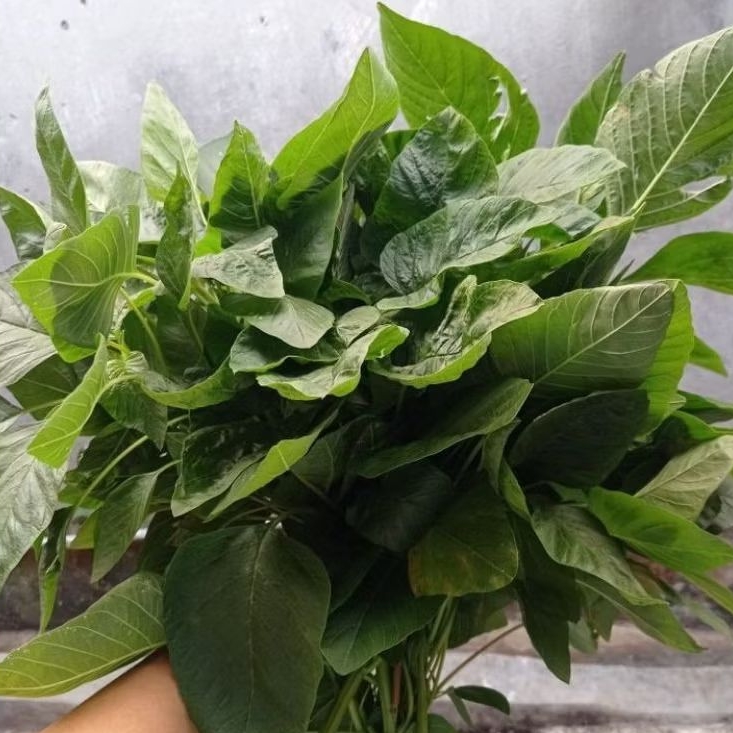 

INSTAN KOTA JAMBI Sayur Bayam per ikat