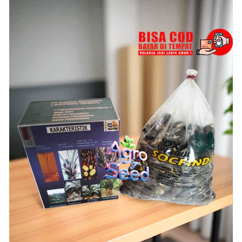 Benih Kecambah Kelapa Sawit DxP Socfindo