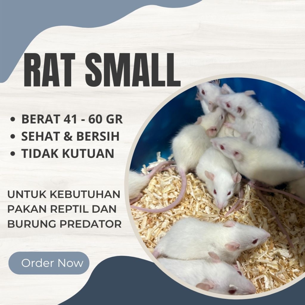 Tikus putih rat small