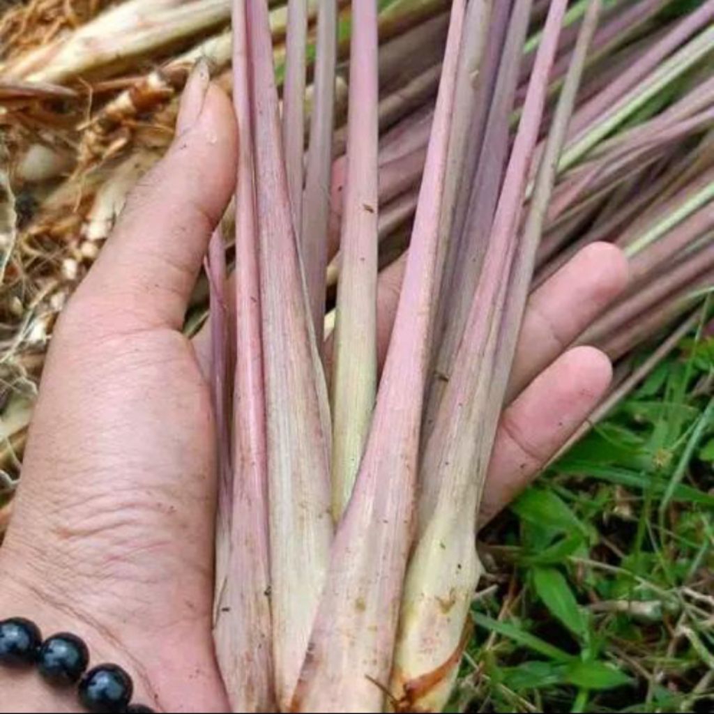 

SEREH WANGI SEREH OBAT 500 G