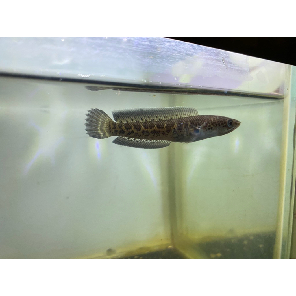 Auranti CB Cina Simet size 6-7cm