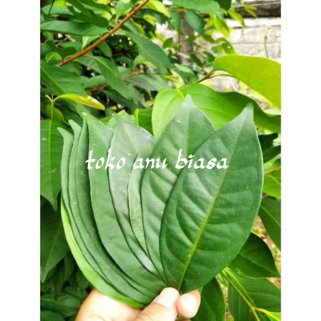 

daun salam bumbu dapur di petik dadakan 1 kilo