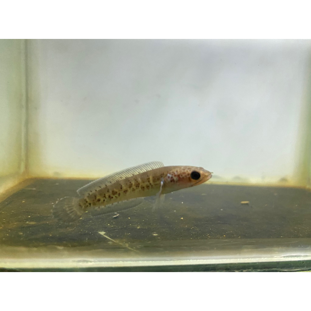 Channa Auranti CB Cina size 4-5cm