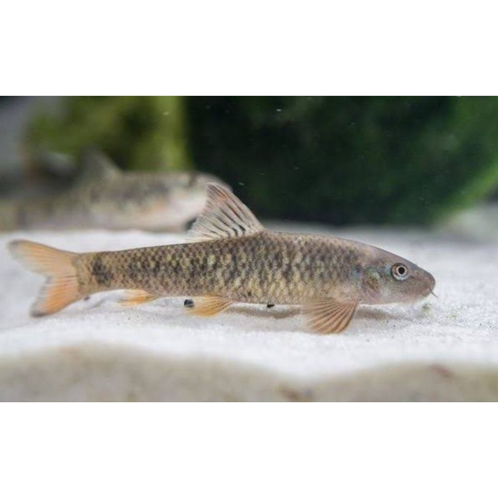 Garra rufa ikan terapi asli turkey