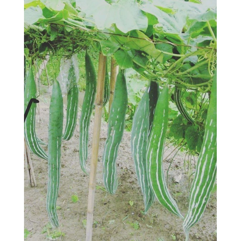 

3 Biji Benih Pare Belut | Benih Sayuran | Benih Pare |