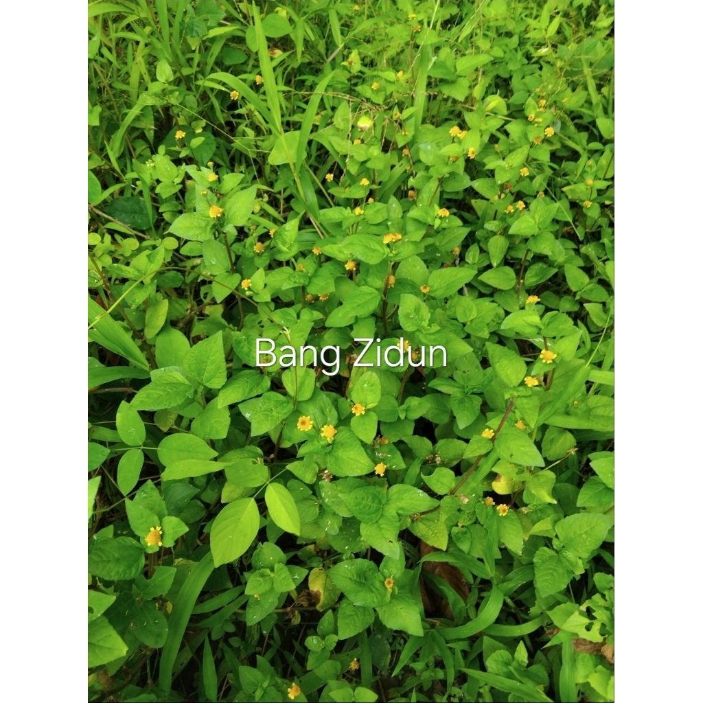 

Bunga, daun dan batang jotang fresh 200g gratis 50g
