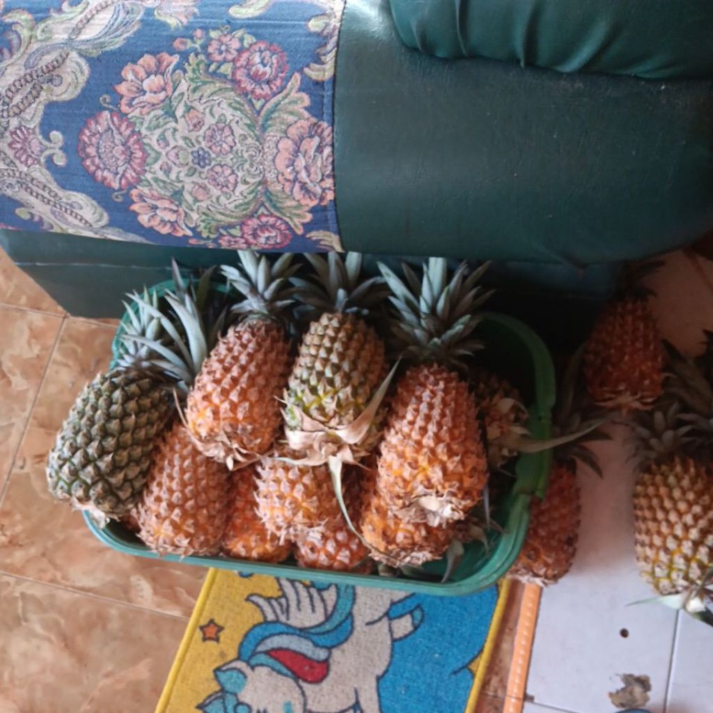 

nanas simplek grade A