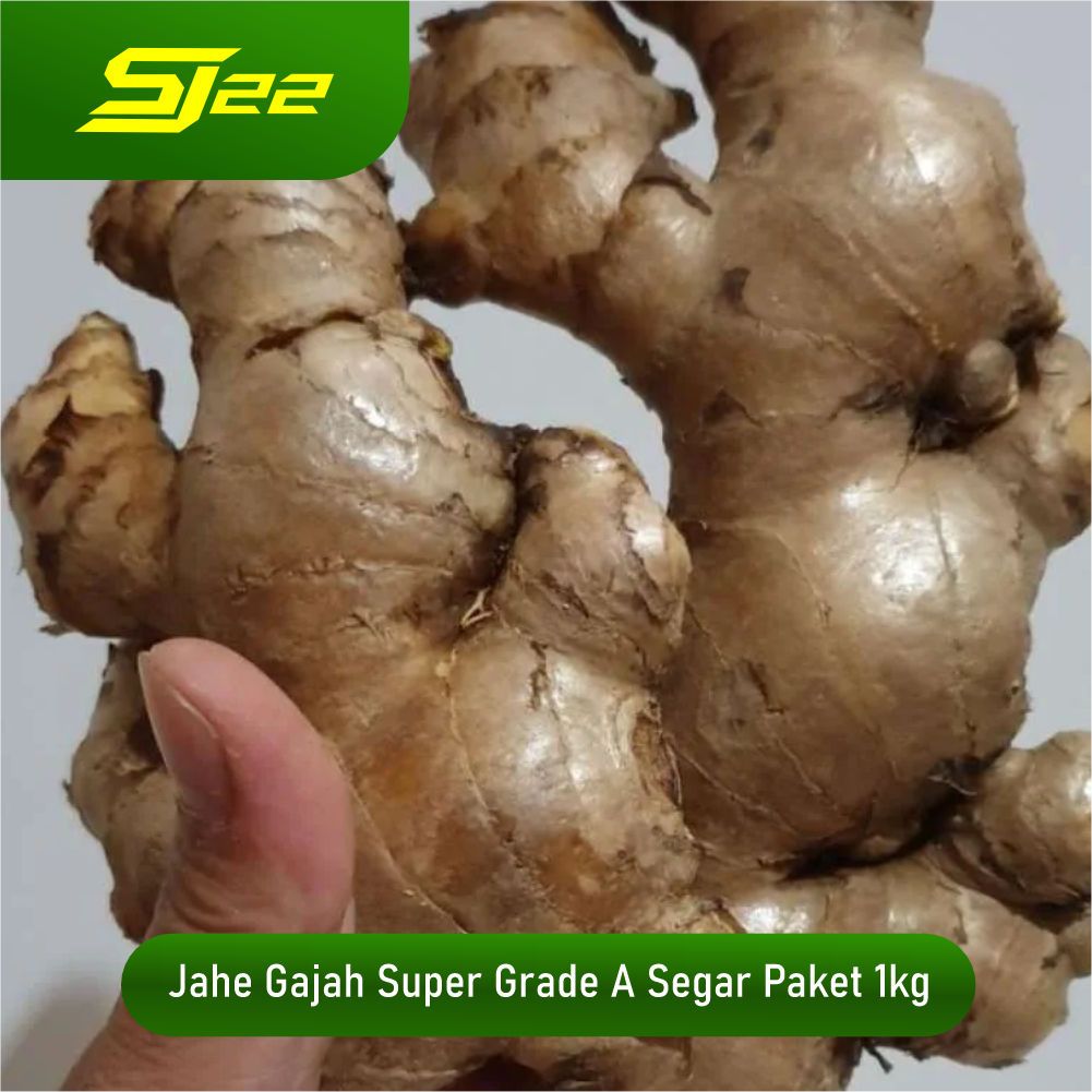 

Jahe Putih Gajah 1kg - Segar dan Berkualitas