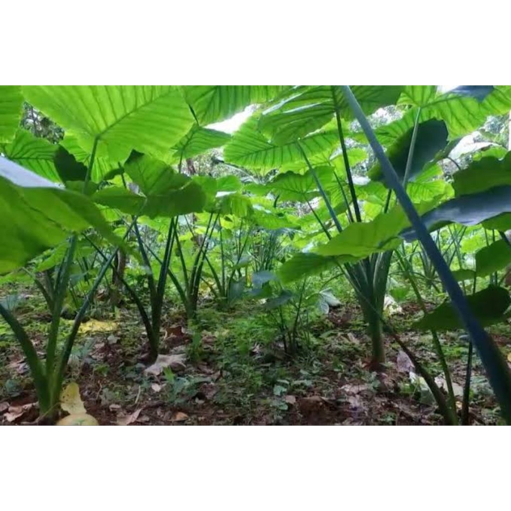 

umbi talas beneng talas enak talas segar organik 1 kg