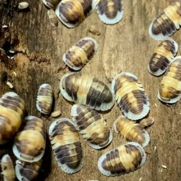 Cubaris Sp Cappuccino