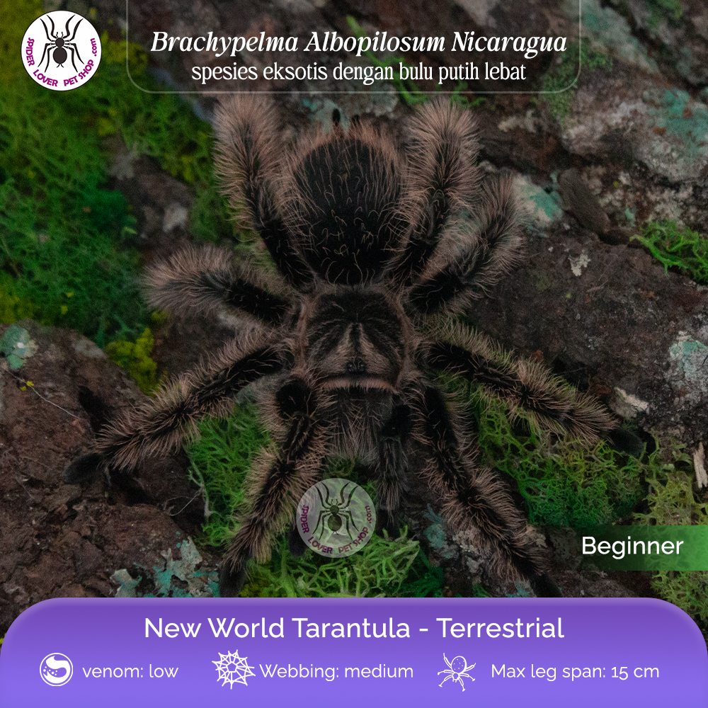 Tarantula Brachypelma Albopilosum Nicaragua - juvie