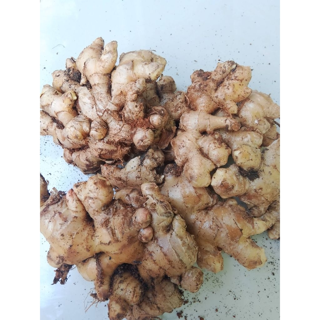 

jahe gajah/jahe emprit segar 1kg (BESAR Sedang kecil)