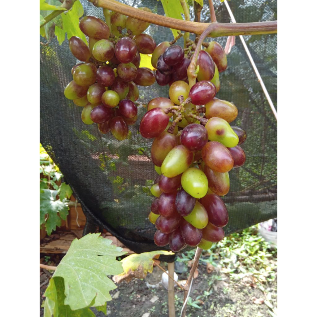 

Entres anggur import gozv 1 batang 1 mata tunas