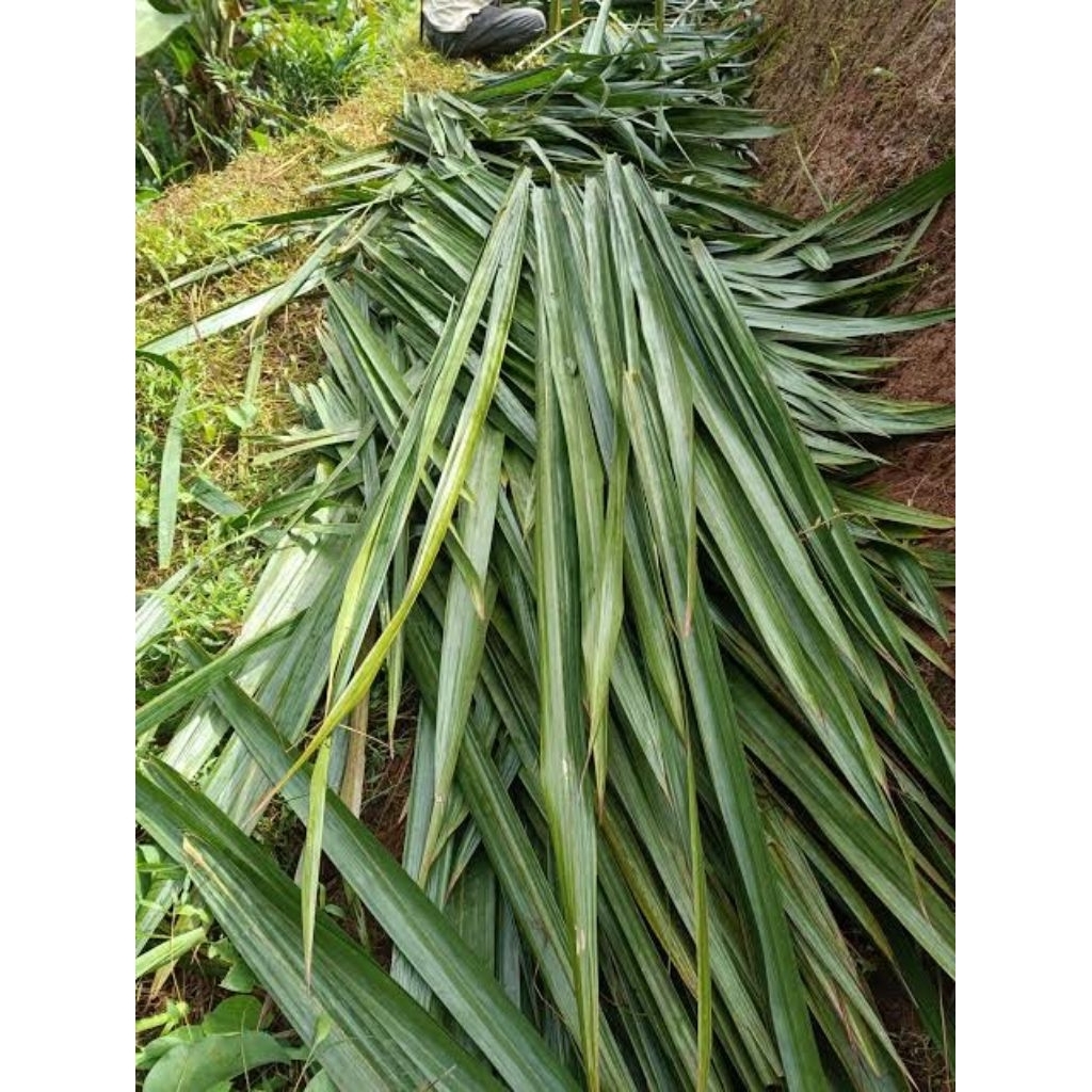 

daun dahon fresh berkualitas bahan atap rumah 1 iket isi 100 pic TERMURAH