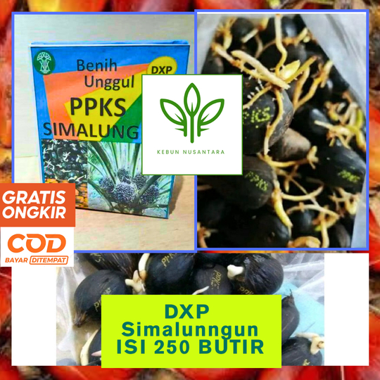 BIBIT SAWIT DXP SIMALUNGUN UNGGUL BERKUALITAS ORIGINAL