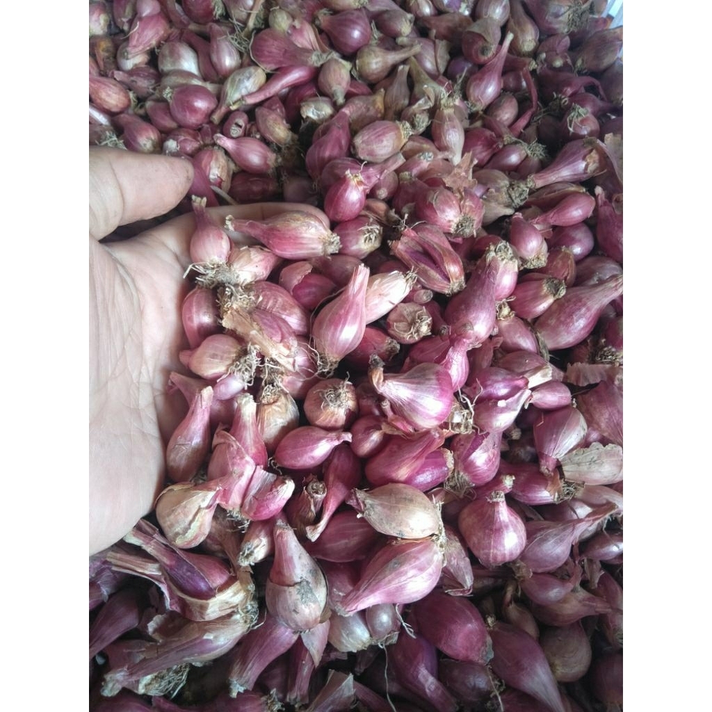 

Bawang merah bumbu 1 kg uk kecil langsung dari petani kediri bamer