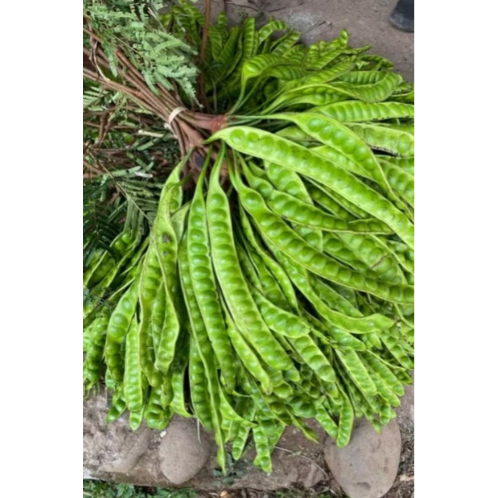 

BUAH PETE,/1 PCS,/1 PAPAN