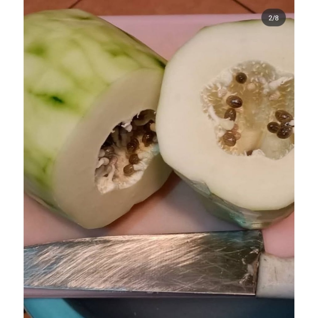 

Buah pepaya muda segar mentah 1kg (di petik saat ada order)