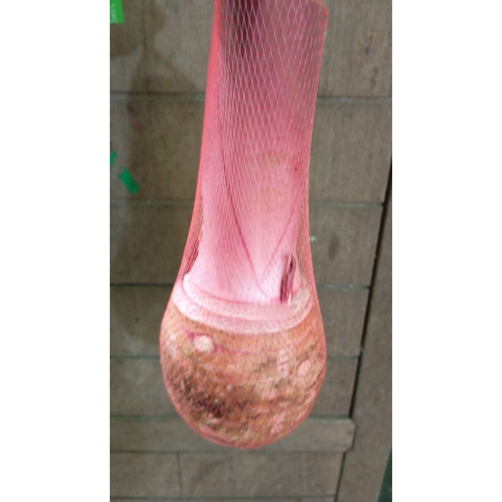 

talas bogor warna ungu 1 pcs berat 1-2 kg