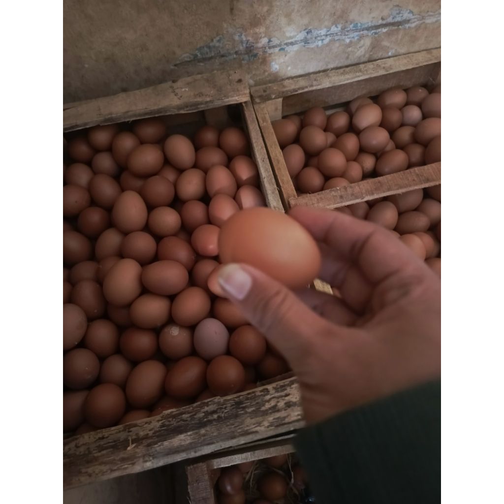 

Telur ayam(segar,fresh)