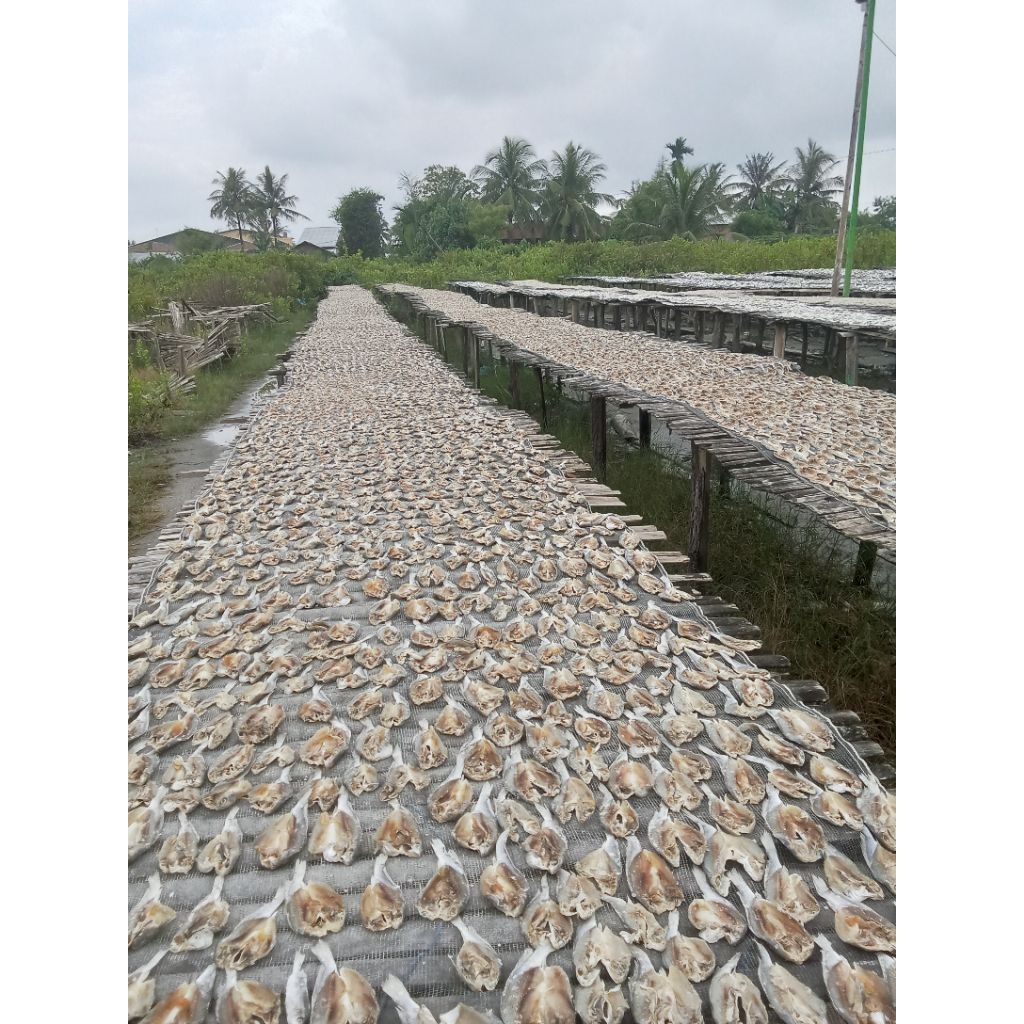 

ikan,asin,gulama,belah,