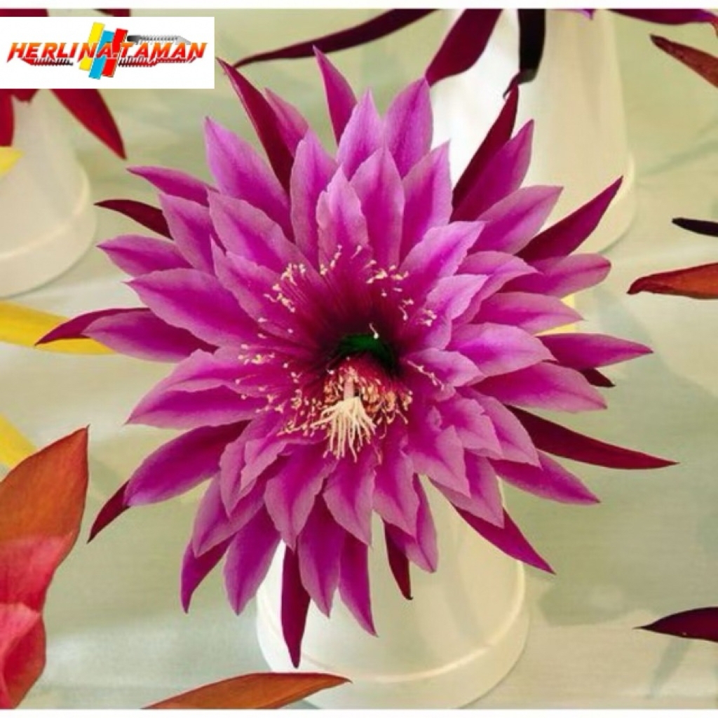 TERLARIS Tanaman hias Wijaya Kusuma bunga merah muda tumpuk / Wijaya Kusuma