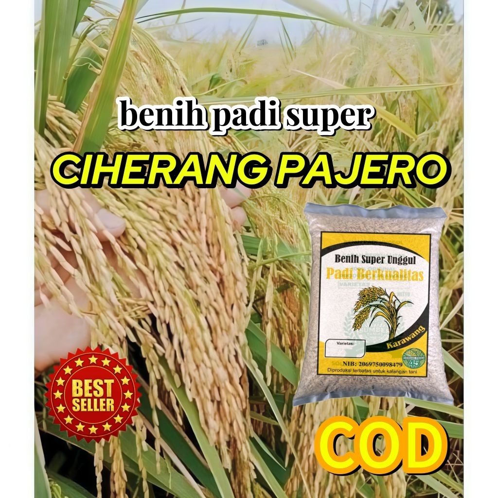BENIH PADI CIHERANG PAJERO SUPER 1kg