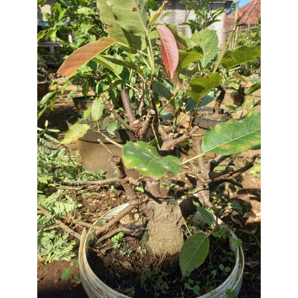 Bonsai bunut pucuk merah