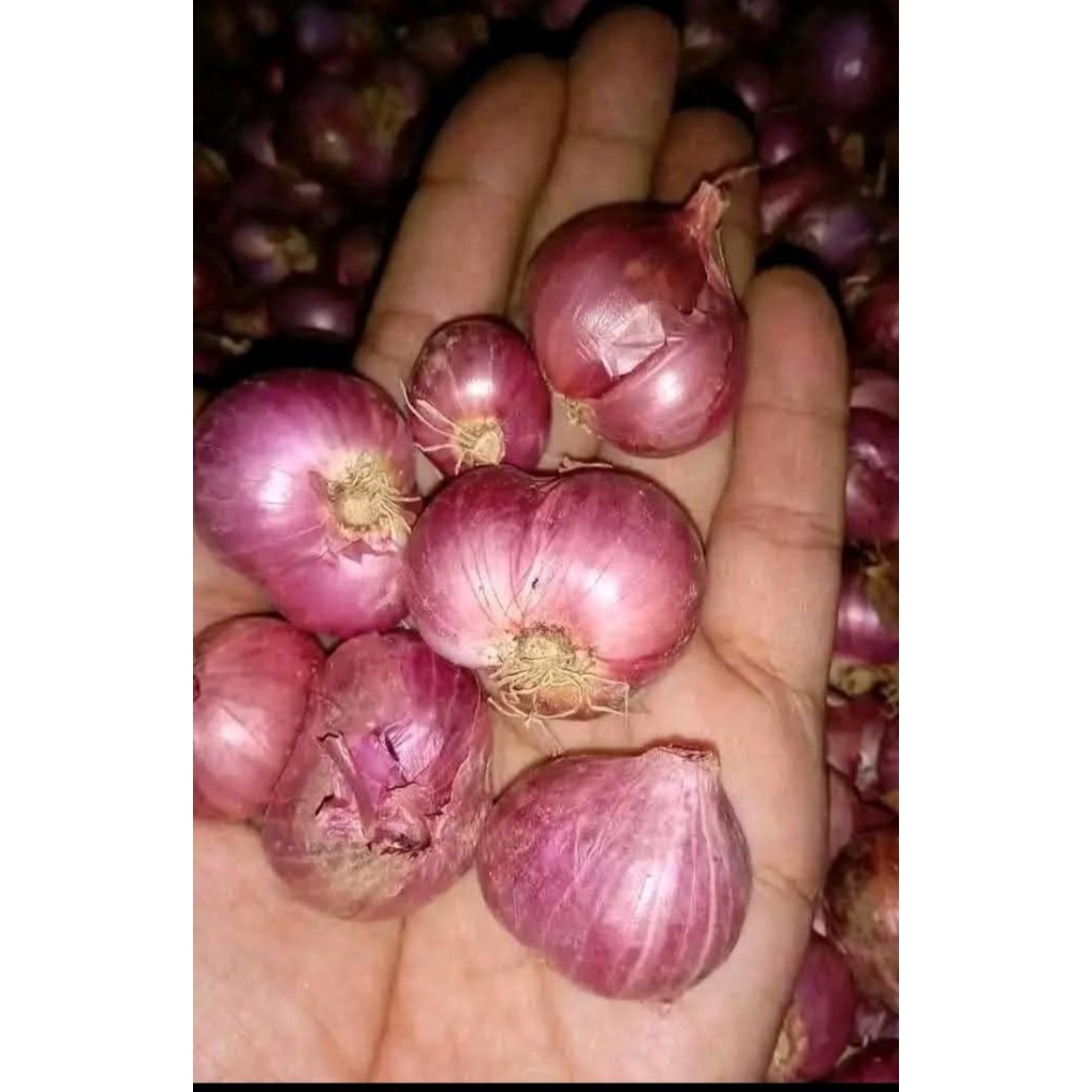 

Bawang merah super besar berat 250gr-1kg